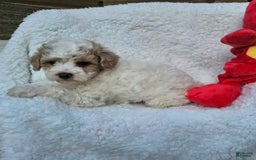 Toy Poodle dogs for sale: Sage - Image 2