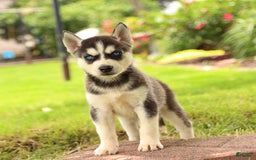 Gerberian Shepsky dogs for sale: Thor - Image 2