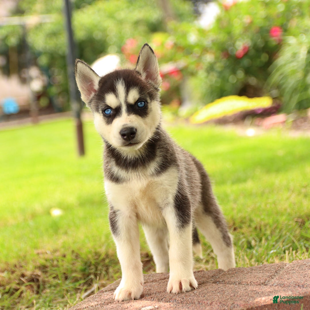 Gerberian Shepsky dogs for sale: Thor - Image 2