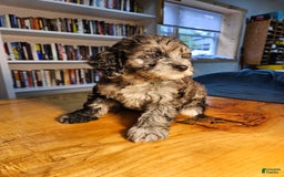 Portuguese Water Dog dogs for sale: Cocoa - Image 7