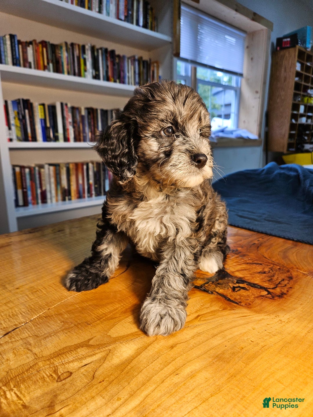 Portuguese Water Dog dogs for sale: Cocoa - Image 7