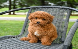 Toy Poodle dogs for sale: Maple - Image 1