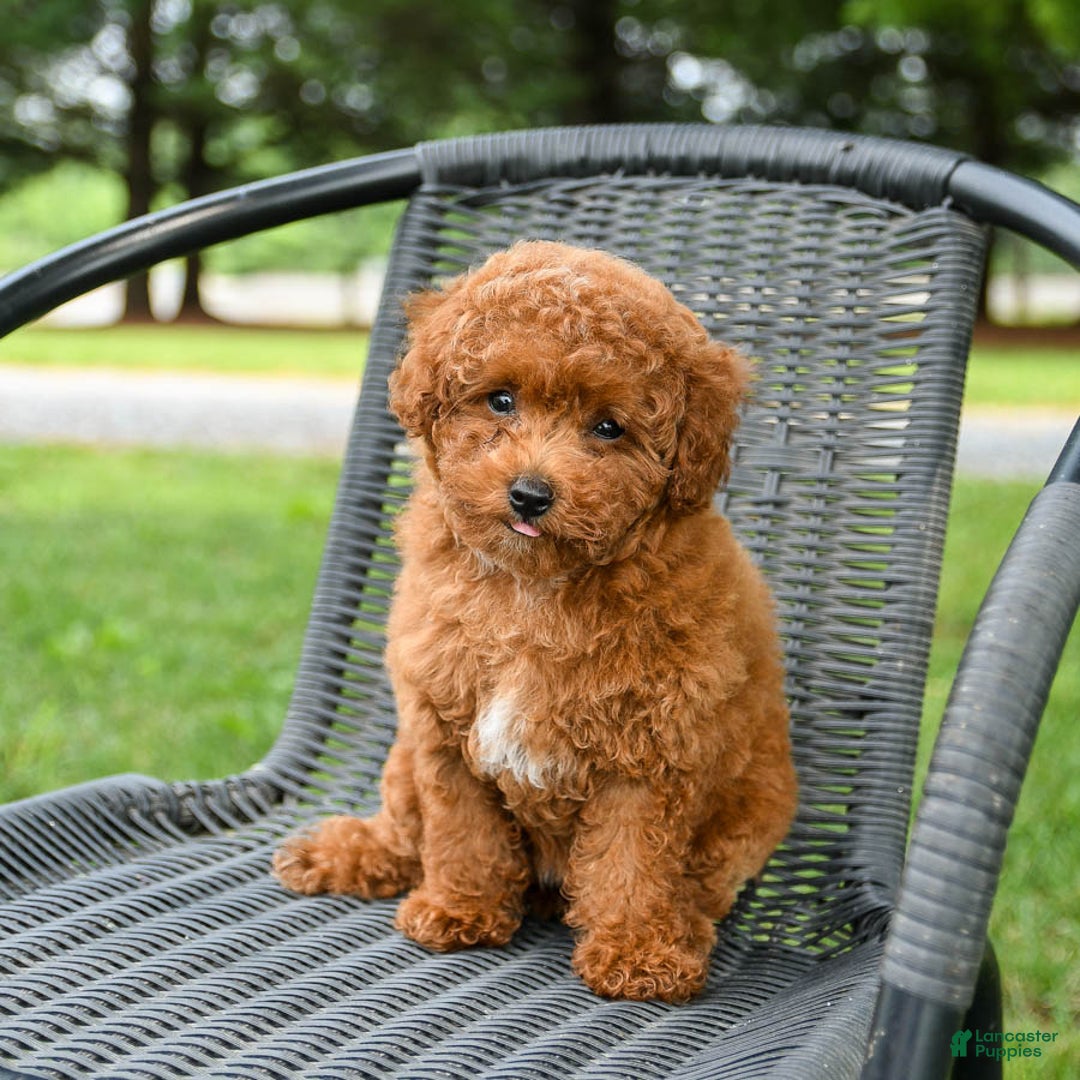 Toy Poodle dogs for sale: Maple - Image 1