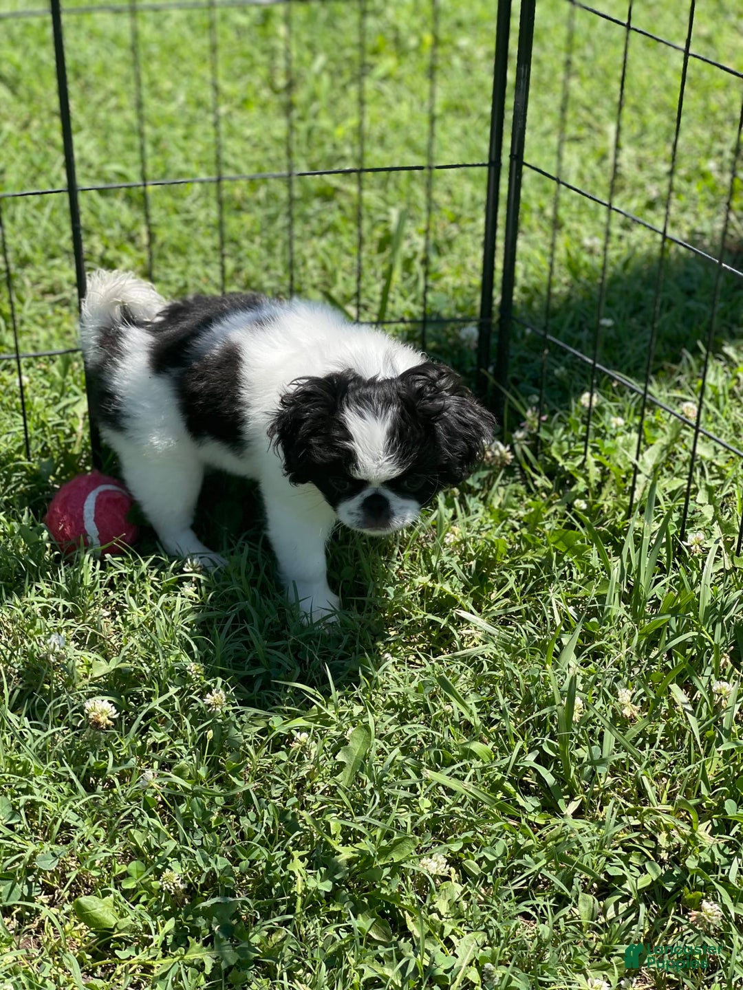 Japanese Chin dogs for sale: Puppy 11 - Image 5