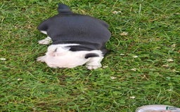 Boston Terrier dogs for sale: Whitehead - Image 3