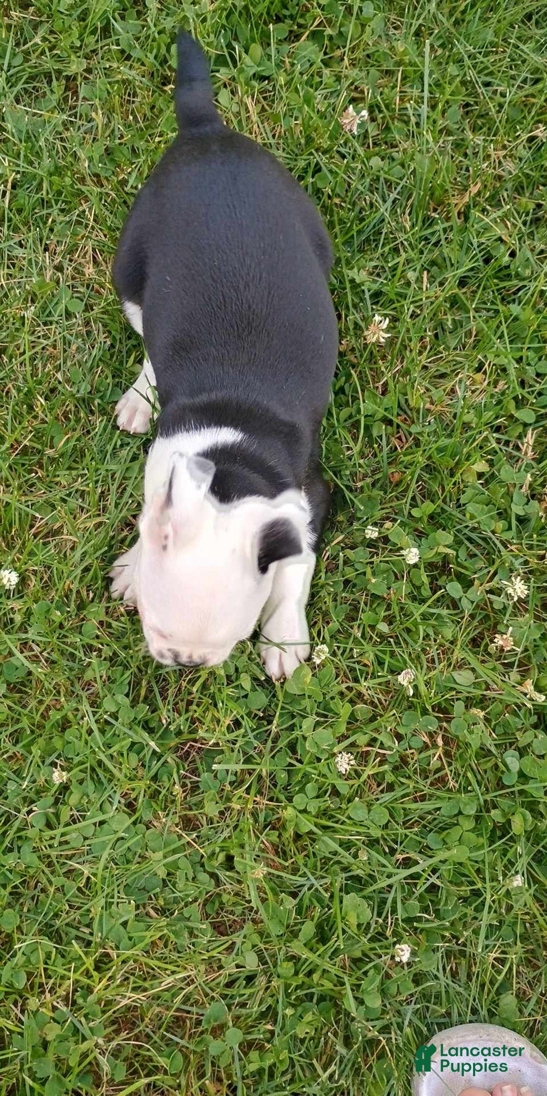 Boston Terrier dogs for sale: Whitehead - Image 3