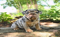 English Bulldog dogs for sale: Bluebell - Image 2
