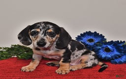 Miniature Dachshund dogs for sale: Allie - Image 1