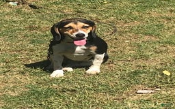 Boston Terrier dogs for sale: Zoey - Image 5