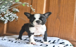 Boston Terrier dogs for sale: Hattie - Image 1
