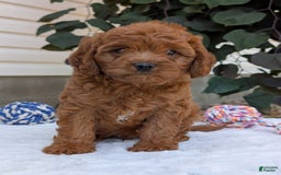Cavapoo dogs for sale: Loki - Image 16