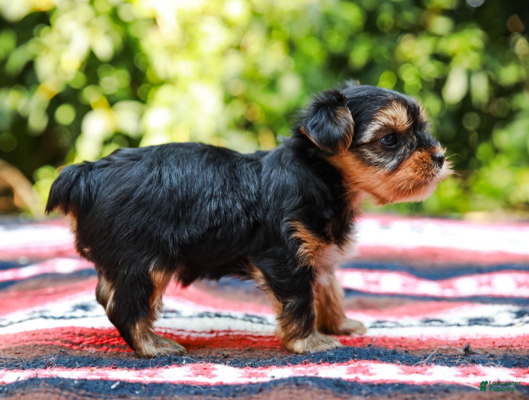 Yorkshire Terrier dogs for sale: Olivia Teacup - Image 7