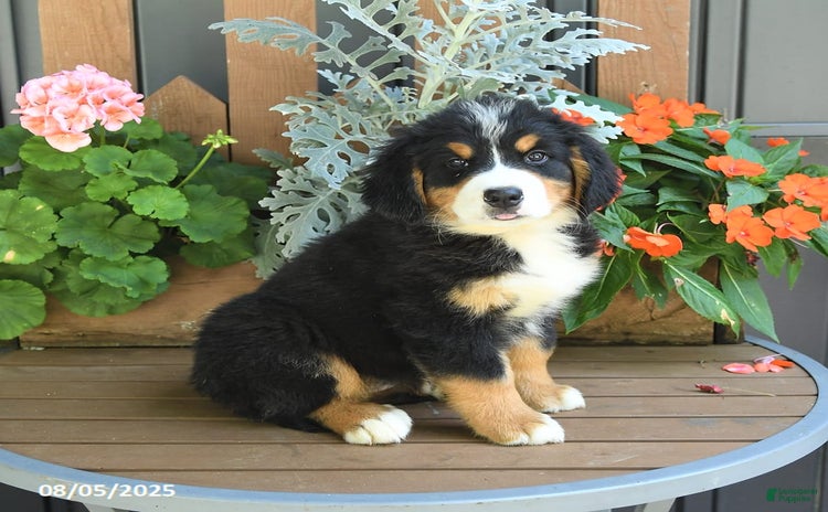 Bernese Mountain Dog dogs for sale - Ad 1