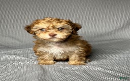 Havapoo dogs for sale: Brody - Image 5