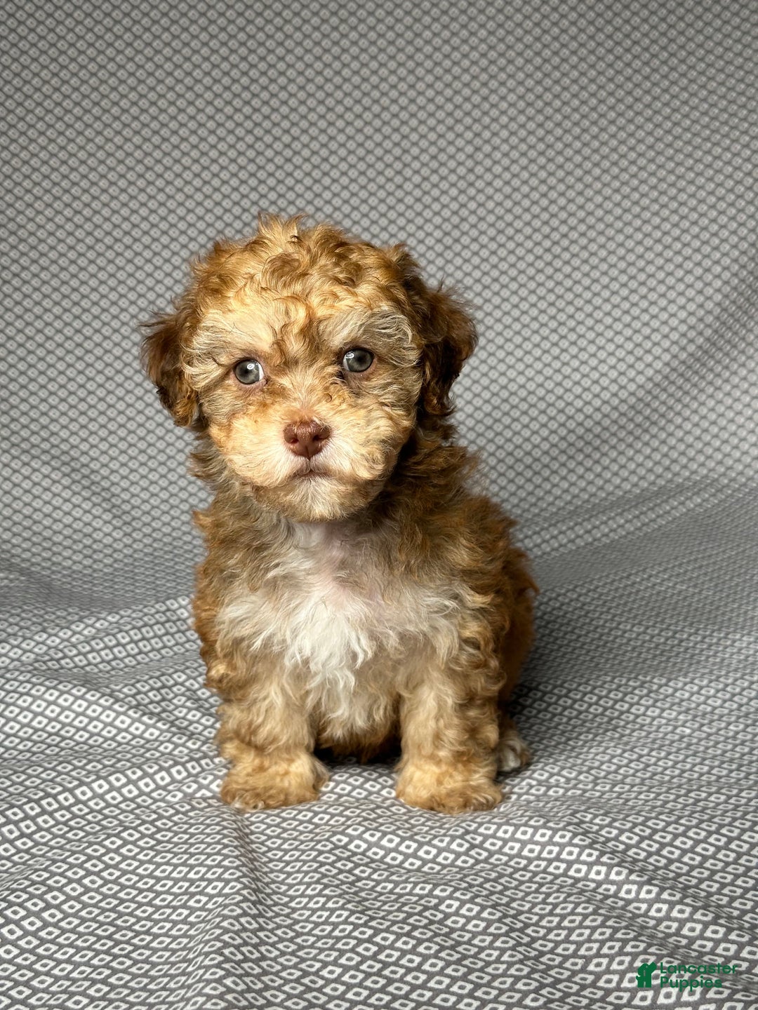 Havapoo dogs for sale: Brody - Image 5