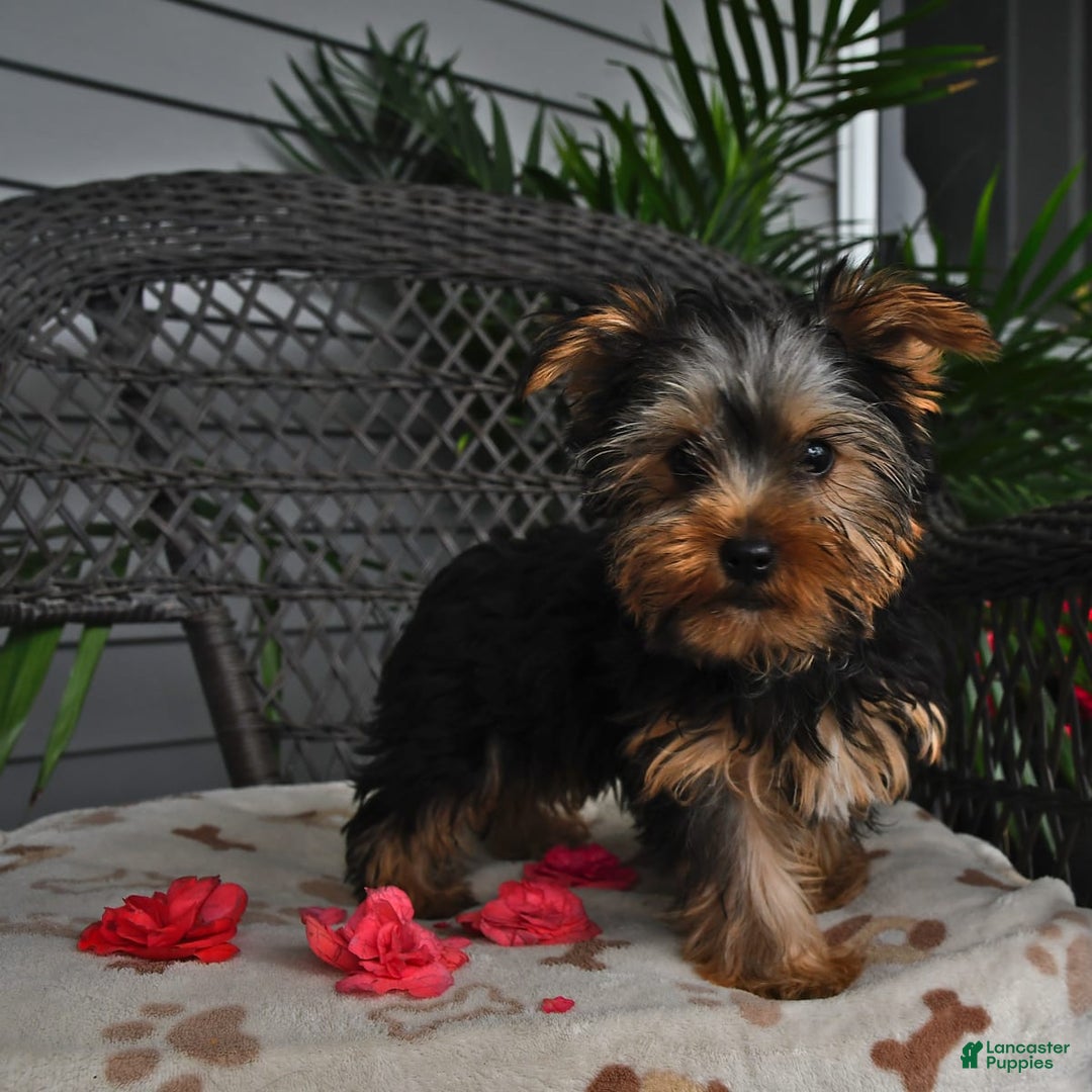 Yorkshire Terrier dogs for sale: Alice - Image 8