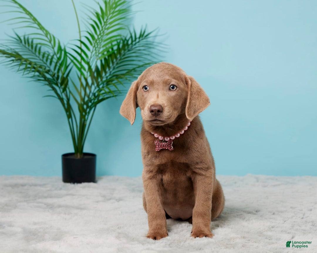 Labrador Retriever dogs for sale: Jenny - Image 1