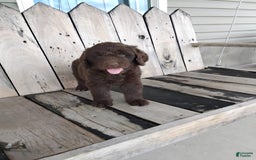Newfypoo dogs for sale: Nickel - Image 6