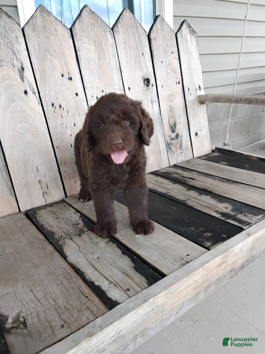 Newfypoo dogs for sale: Nickel - Image 6