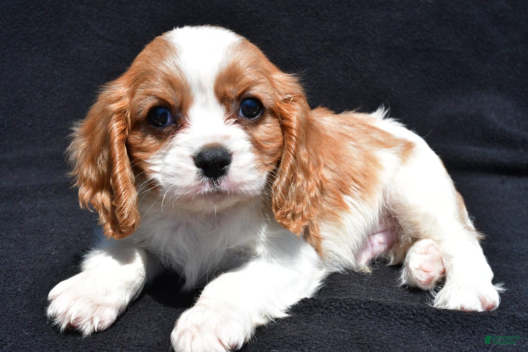 Cavalier King Charles Spaniel dogs for sale: Champ - Image 3