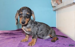 Dachshund dogs for sale: Teddy Mini - Image 3