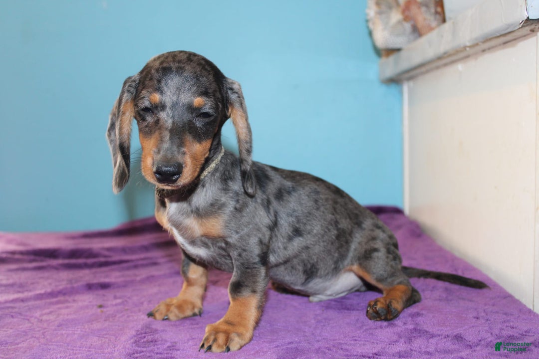 Dachshund dogs for sale: Teddy Mini - Image 3