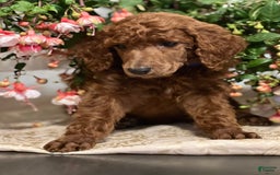Standard Poodle dogs for sale: Tucker - Image 2