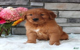 Golden Retriever dogs for sale: Chester - Image 1