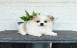 Pomeranian dogs for sale: Willow - Image 2