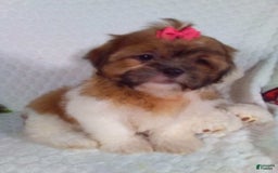Shih Tzu dogs for sale: Hazel - Image 10