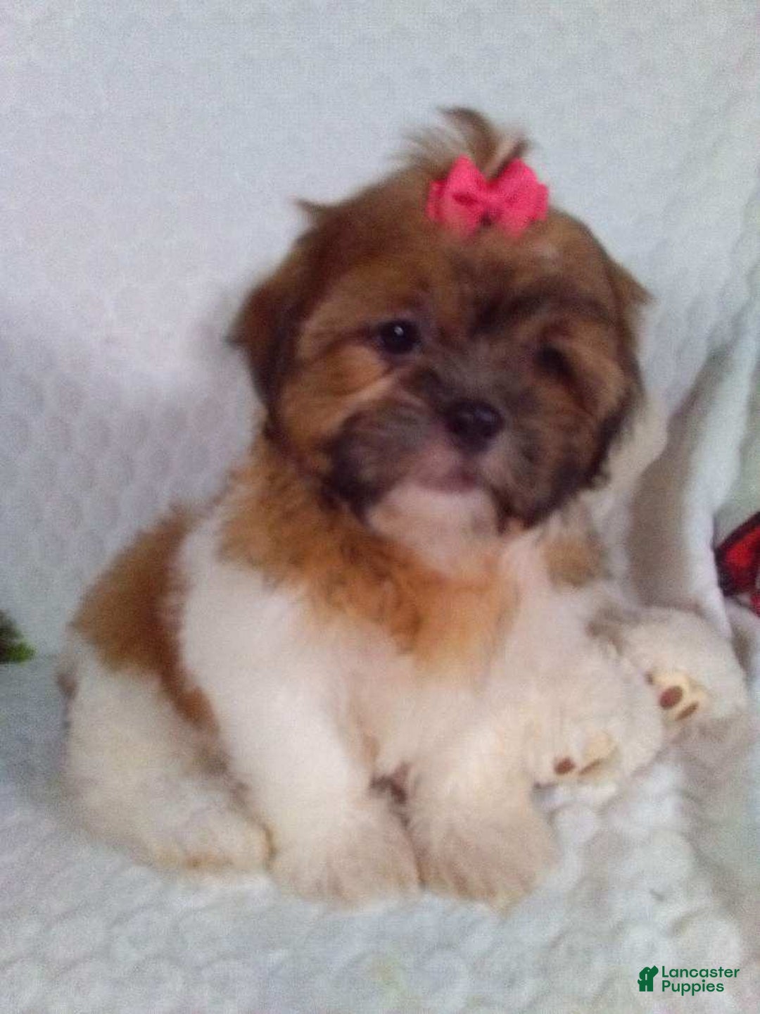 Shih Tzu dogs for sale: Hazel - Image 10