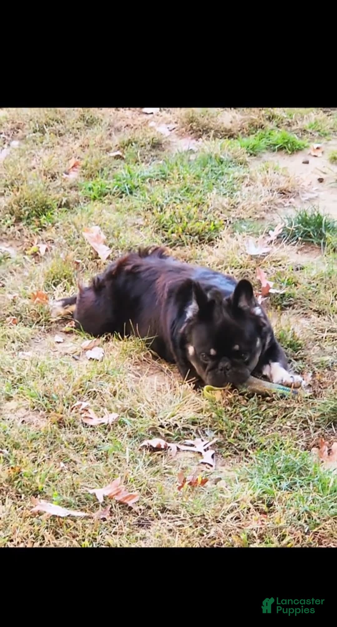 French Bulldog dogs for sale: Fluffy French Bulldog - Image 4