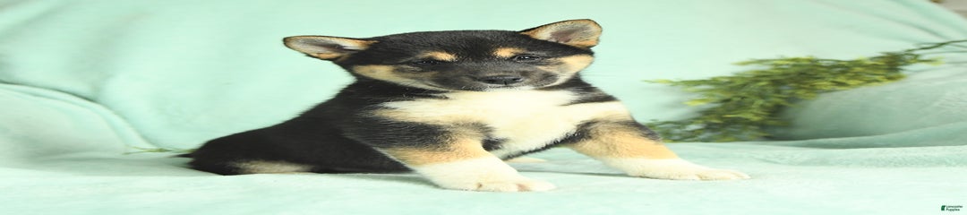 Uracutie