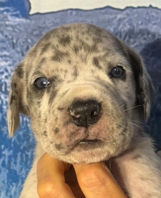 Great Dane dogs for sale: Lenny - Blue Merle - Image 4
