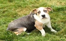 Beabull dogs for sale: Sunny - Image 10