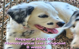 Dalmatian dogs for sale: Peppers Pink Girl - Image 16