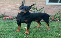 Doberman Pinscher dogs for sale: Rex - Image 3