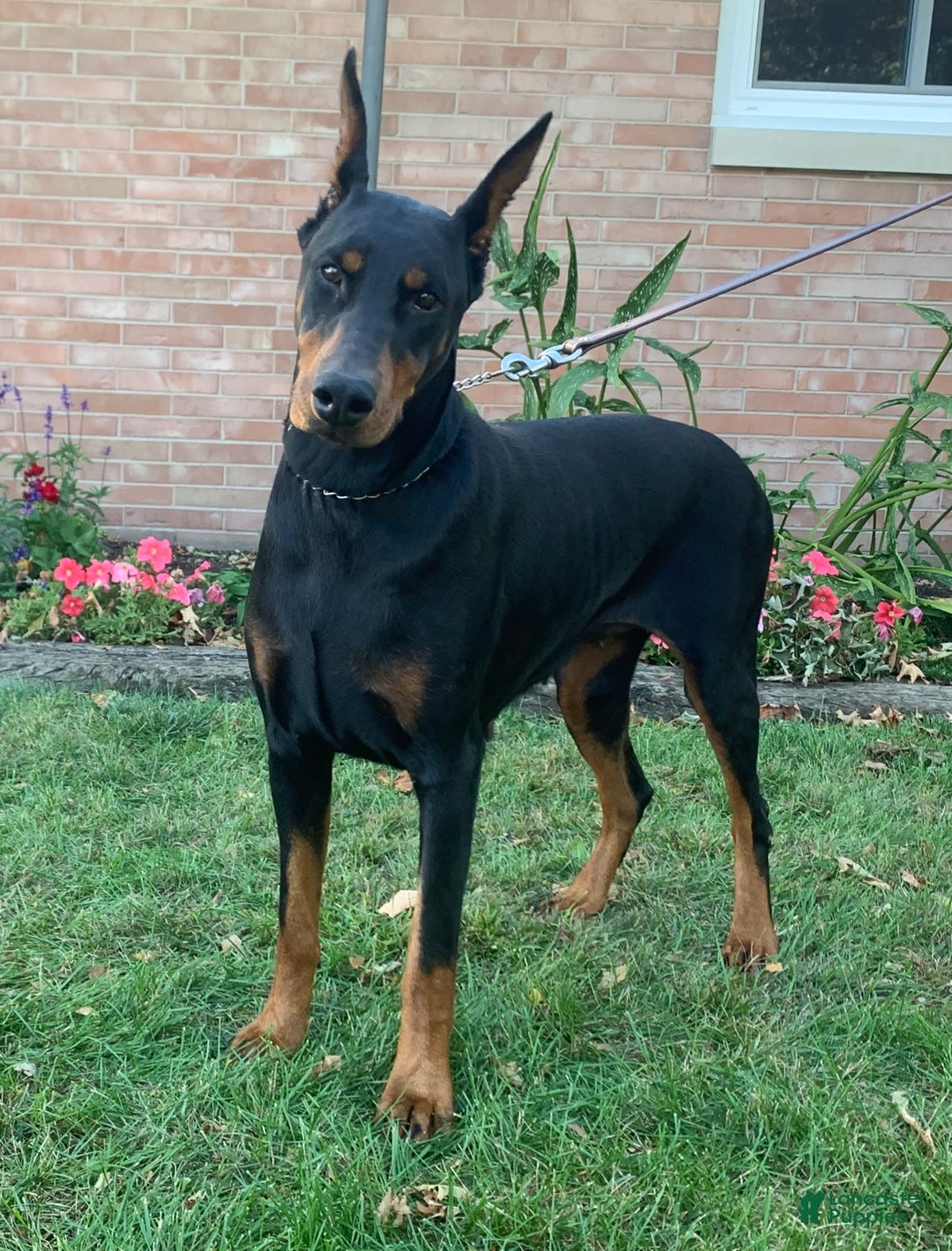 Doberman Pinscher dogs for sale: Rex - Image 3
