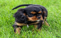 Cavalier King Charles Spaniel dogs for sale: Rocky - Image 19