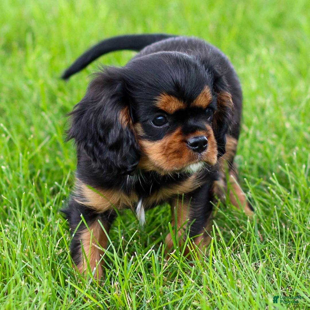 Cavalier King Charles Spaniel dogs for sale: Rocky - Image 19