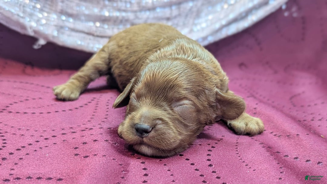 Cavapoo dogs for sale: Zeus - Image 2