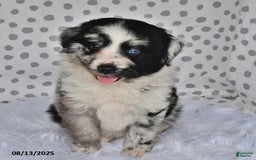 Aussiedoodle dogs for sale: Pepper - Image 3