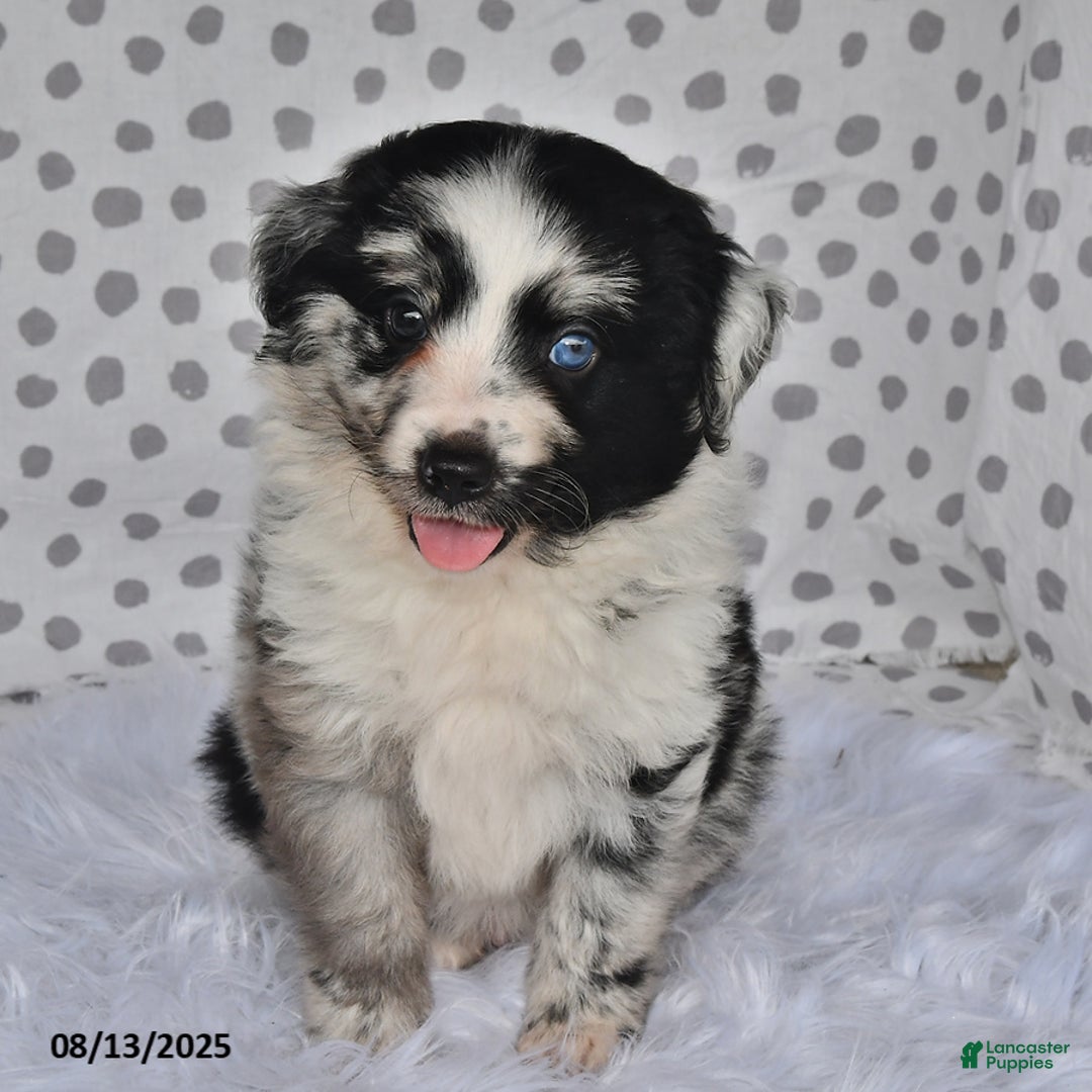 Aussiedoodle dogs for sale: Pepper - Image 3
