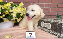 Golden Retriever dogs for sale: Golden Retriever 4 puppies - Image 3