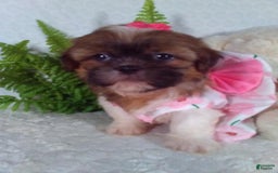 Shih Tzu dogs for sale: Hazel - Image 5
