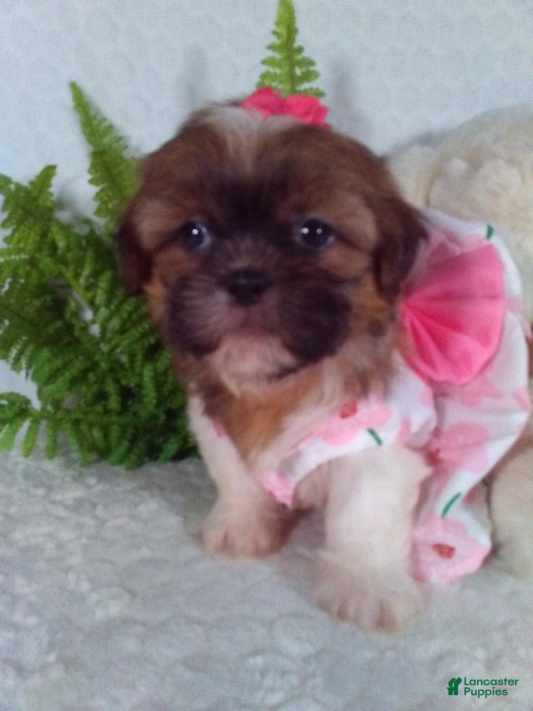 Shih Tzu dogs for sale: Hazel - Image 5