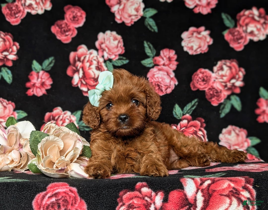 Cavapoo dogs for sale: Hillary - Image 5