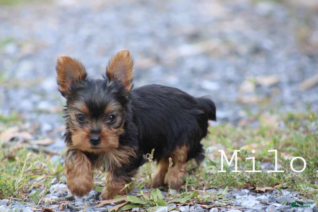 Yorkshire Terrier dogs for sale: Milo - Image 3