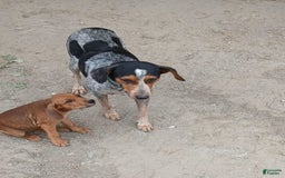 Redbone Coonhound dogs for sale: Lady - Image 2