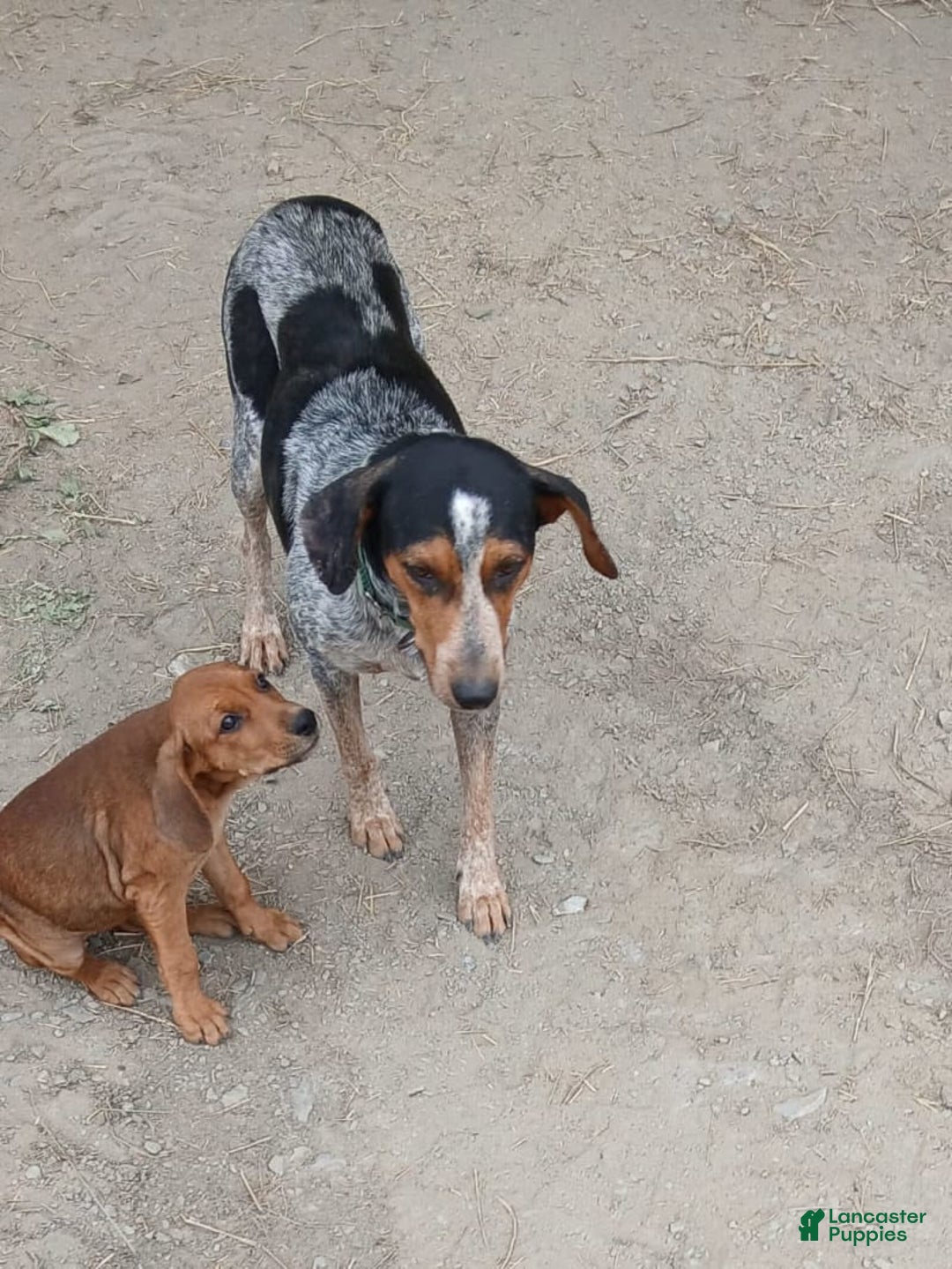 Redbone Coonhound dogs for sale: Lady - Image 2